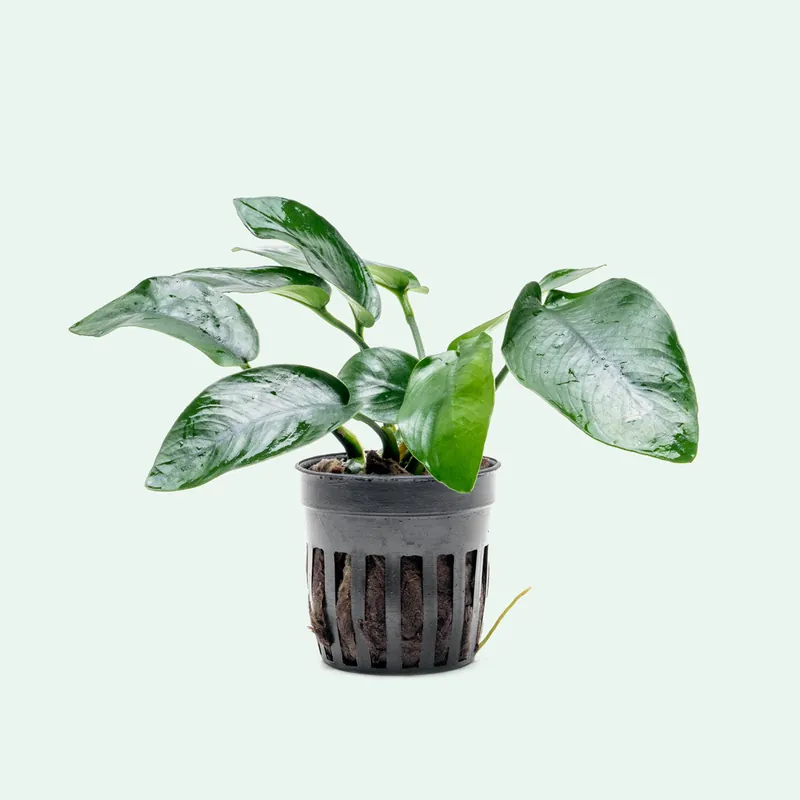 Anubias Nana Tropica - CPA
