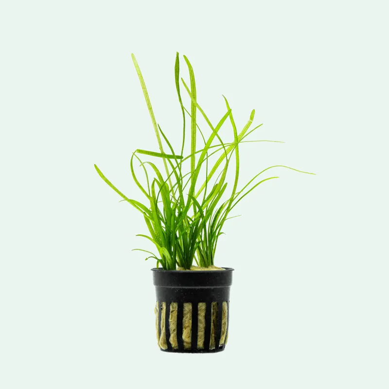 Sagittaria var. Pusilla - CPA