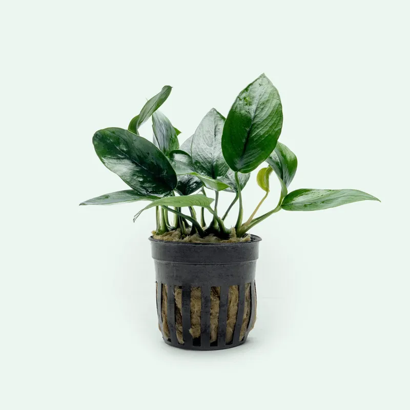 Anubias Nana Peacock - CPA
