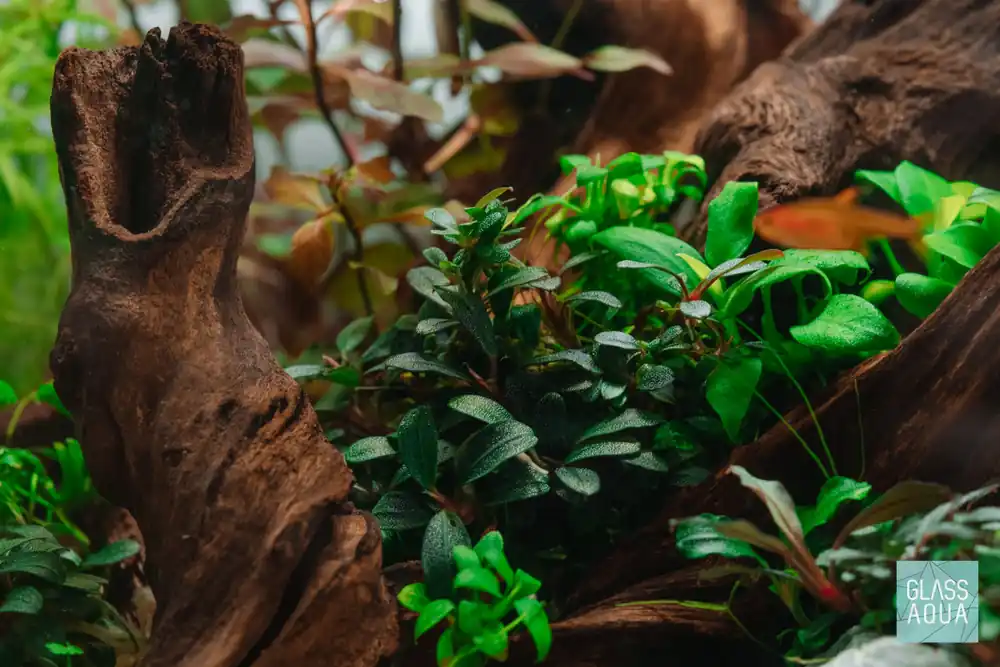 Build Your Own Easy Plant Pack - Glass Aqua