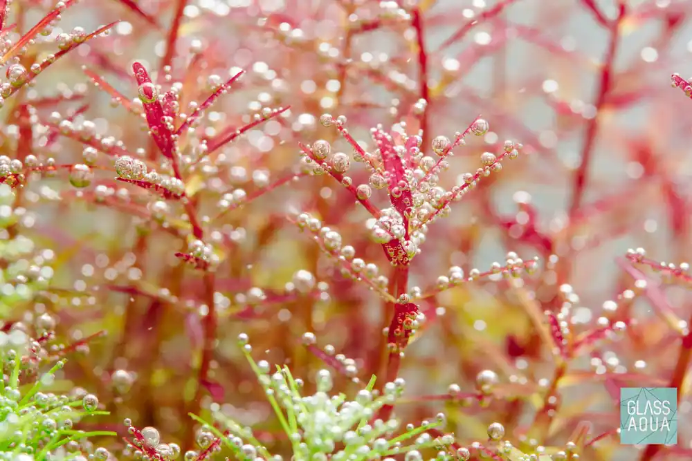 Build Your Own Red Aquarium Plant Pack - Glass Aqua