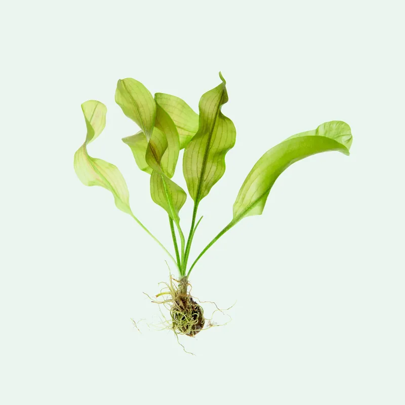 Aponogeton Ulvaceus - SI