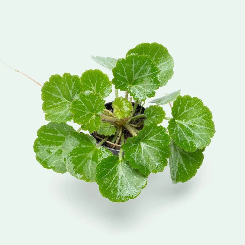 Saxifraga Stolonifera (Strawberry Begonia) - CPA