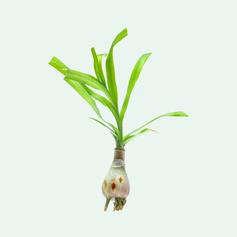 Crinum Thaianum - ACW