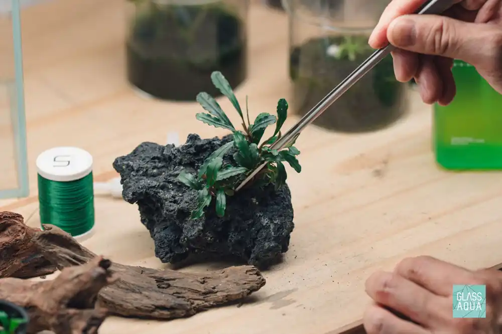 Build Your Own Rhizome Plant Pack - Glass Aqua