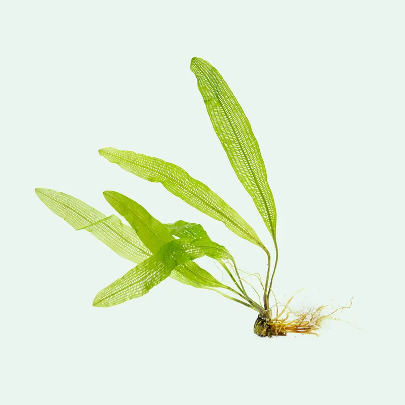 Aponogeton Henkelianus - SI