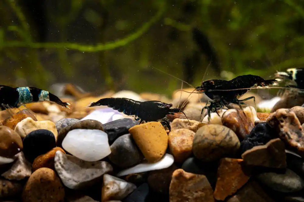 Black King Kong Shrimp - JA
