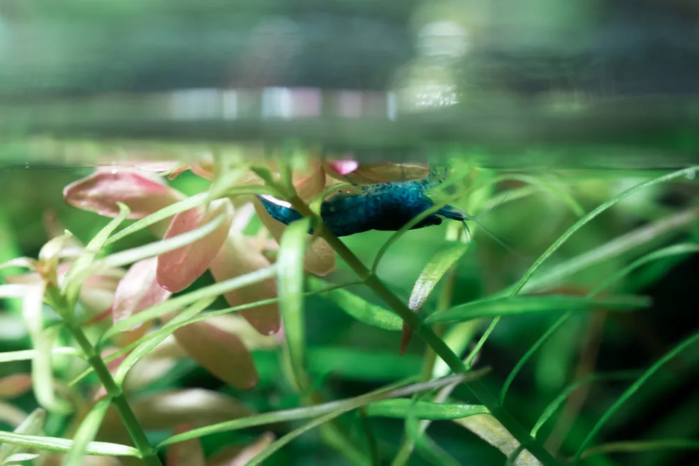 Blue Dream Shrimp - JA