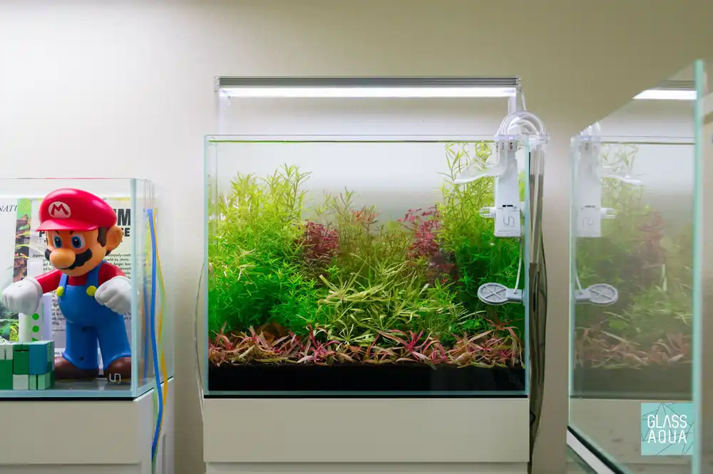 Build Your Own Dutch Style Stem Plant Pack - Glass Aqua