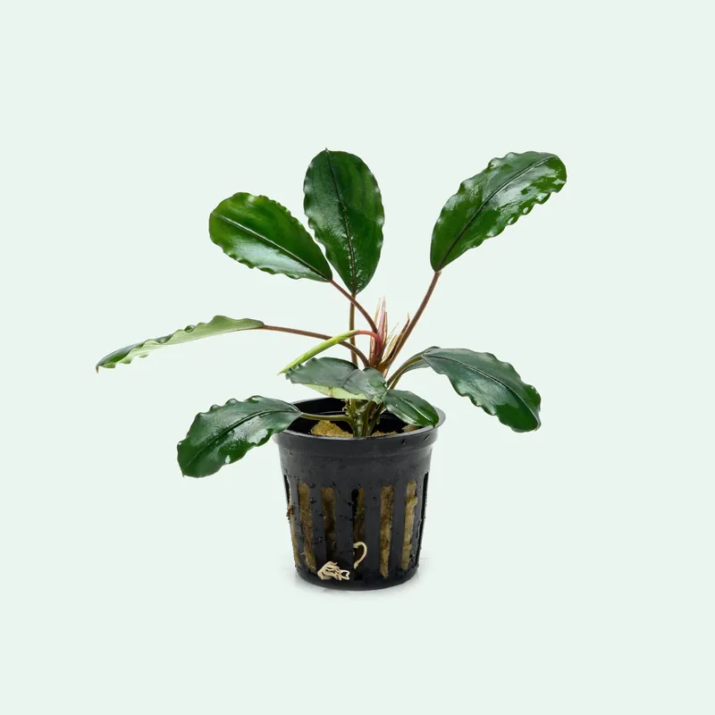 Bucephalandra Pearl Grey