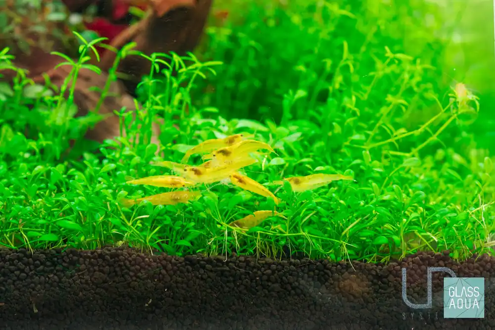 Yellow Goldenback Shrimp - JA