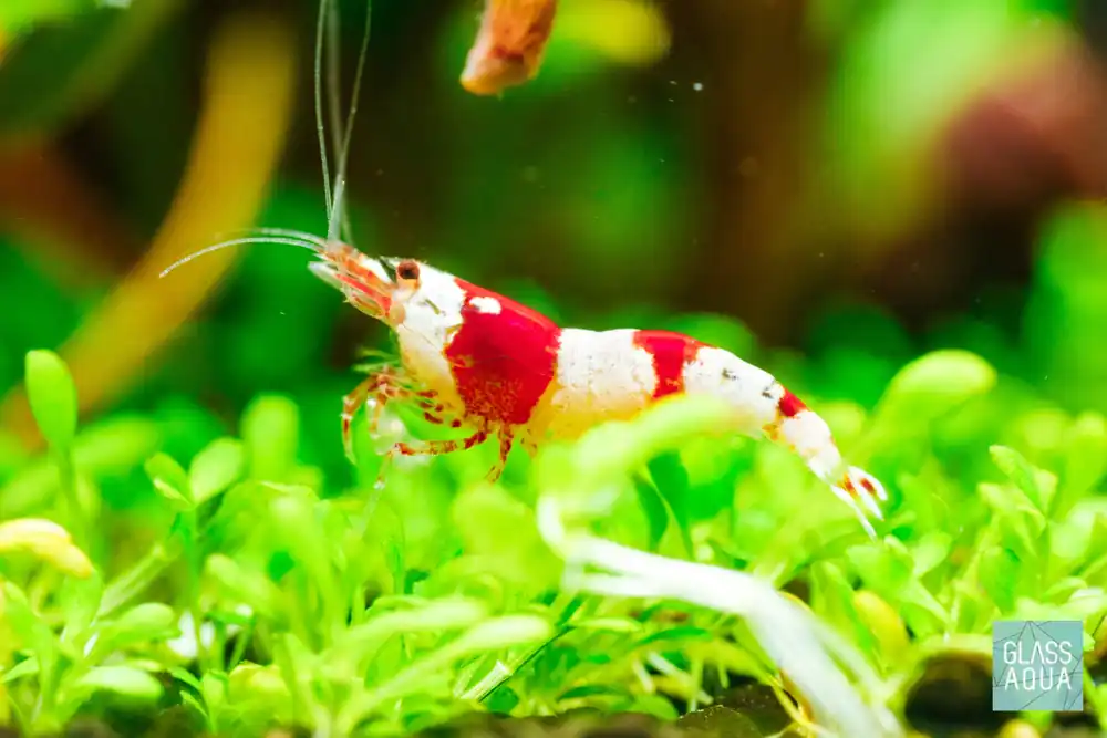 Crystal Red Shrimp - JA