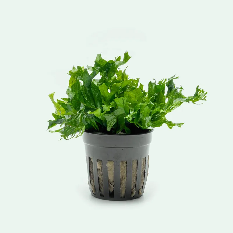 Microsorum Pteropus 'Windelov' (Hybrid) - ACW