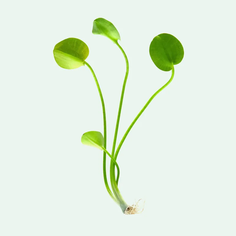 Water Poppy (Hydrocleys Nymphoides) - BAP