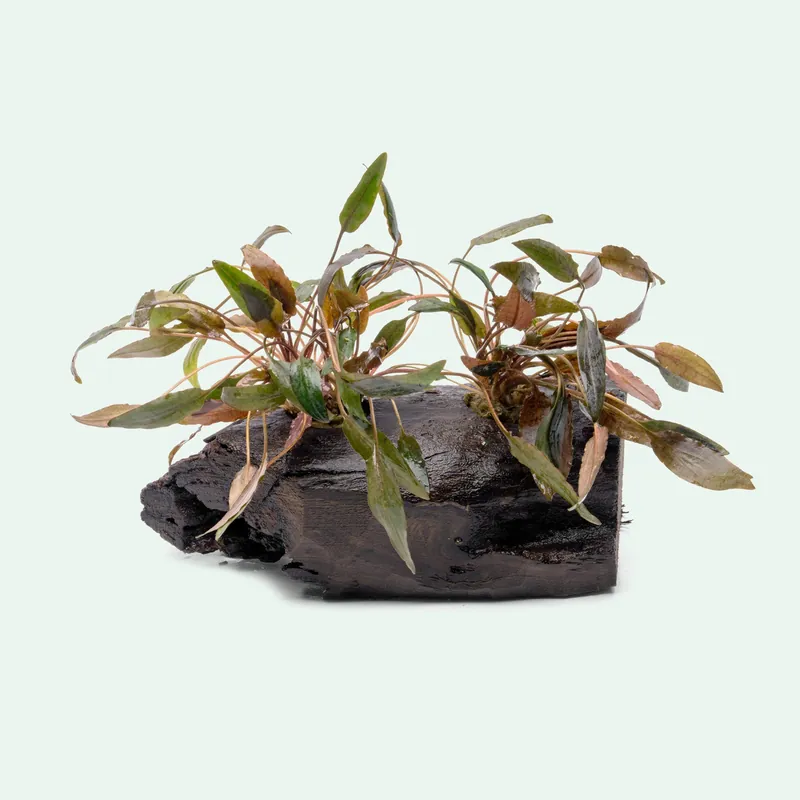 Cryptocoryne Mi Oya Driftwood - CPA