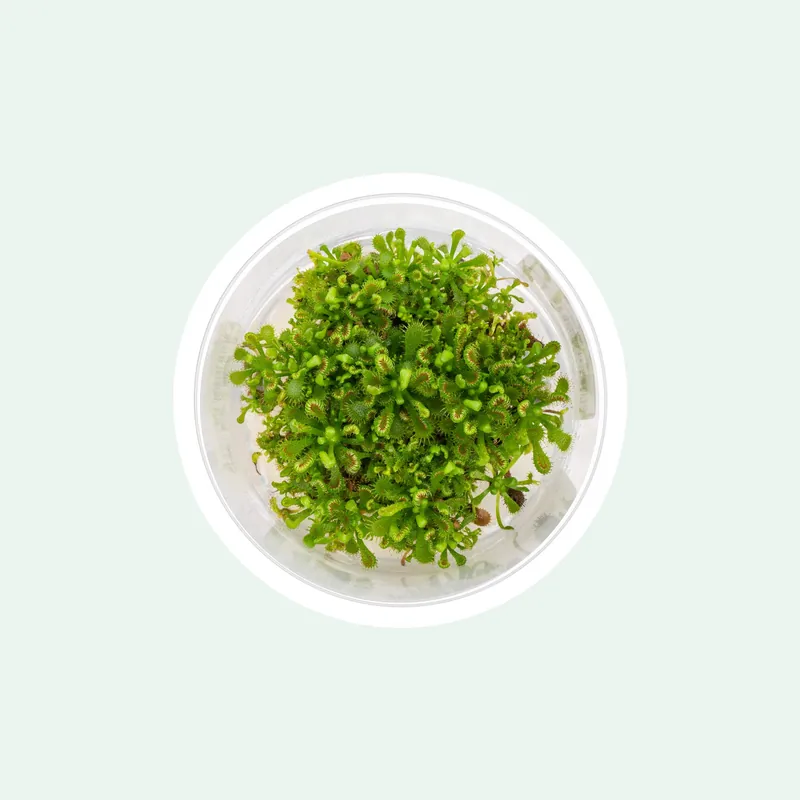 Drosera Spatulata 'Lovellae' - Aquatic Farmer