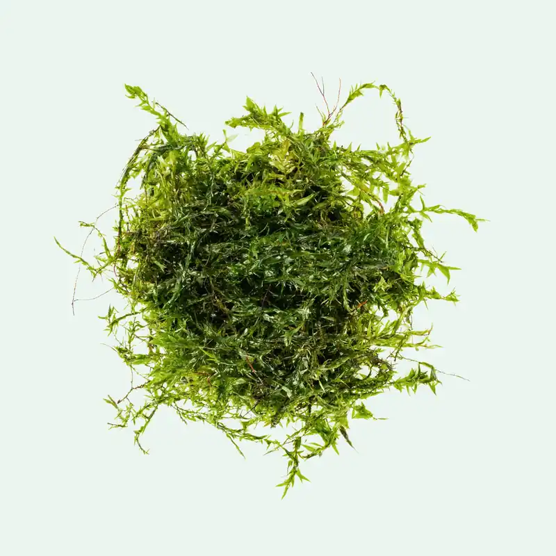 Willow Moss - BUCE