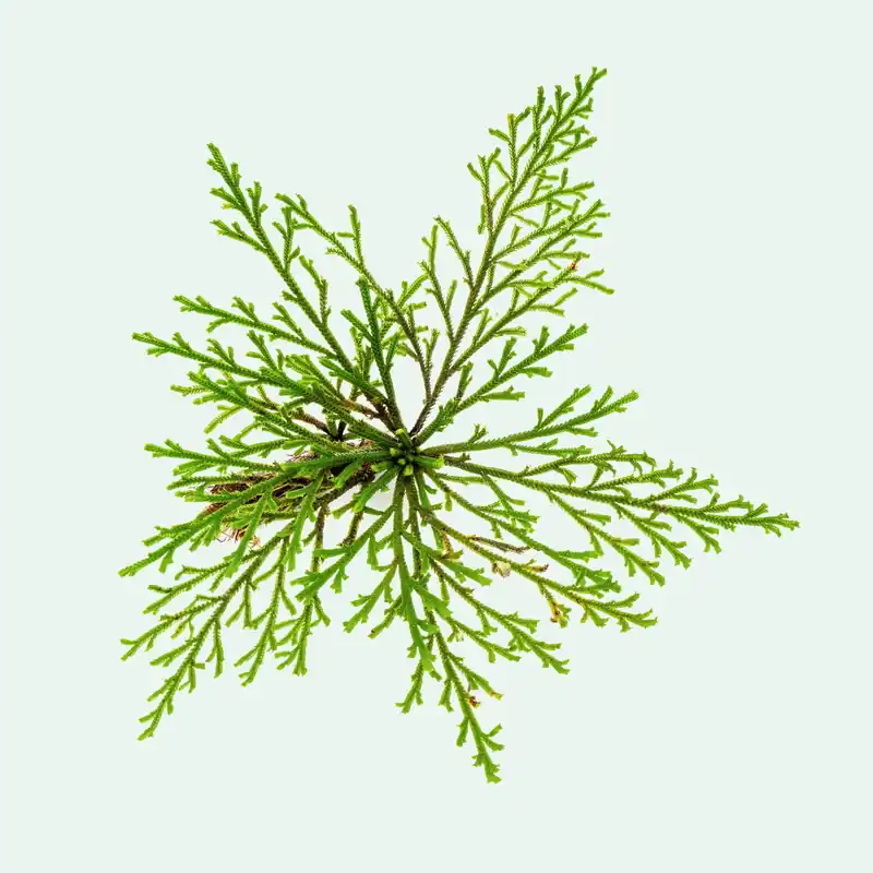 Selaginella Pulvinata - WCA