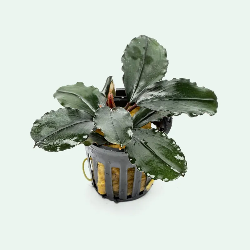 Bucephalandra Freya