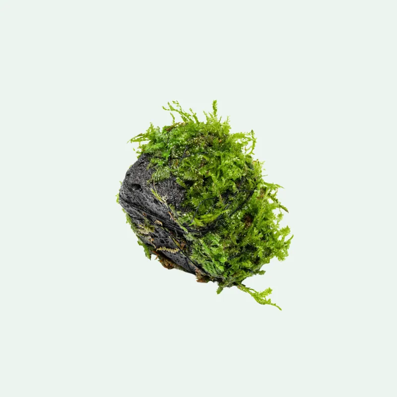 Christmas Moss Lava Rock - WCA