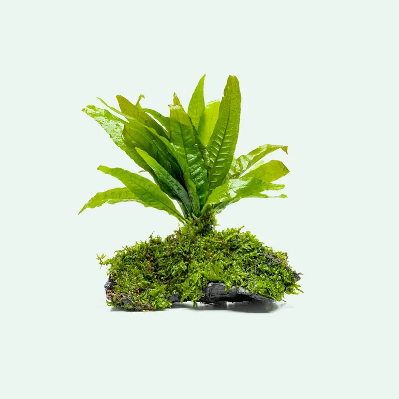 Microsorum Pteropus & Christmas Moss Driftwood - WCA