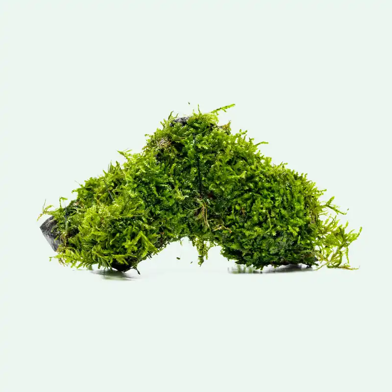 Christmas Moss Driftwood - WCA