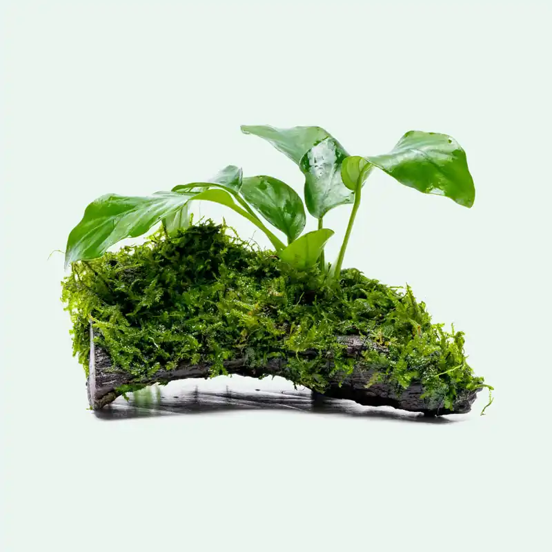 Anubias Nana & Christmas Moss Driftwood - ACW