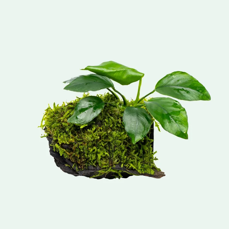 Anubias Barteri & Christmas Moss Driftwood - ACW