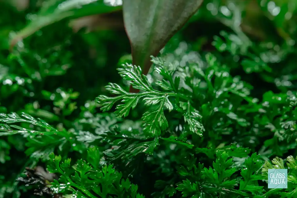 Build Your Own African Biotope Plant Pack - Glass Aqua