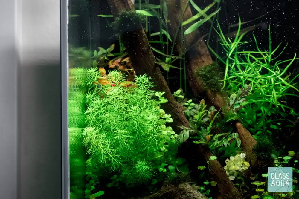 Build Your Own South American Biotope Plant Pack - Glass Aqua