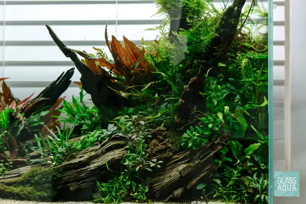 Build Your Own Asian Biotope Plant Pack - Glass Aqua