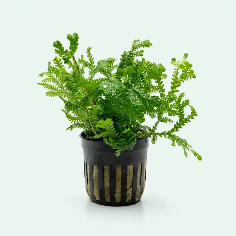 Selaginella Kraussiana Aurea - CPA