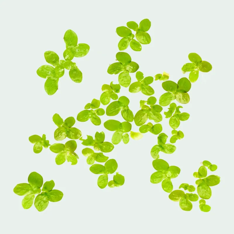 Giant Duckweed (Spirodela Polyrhiza) - ASA