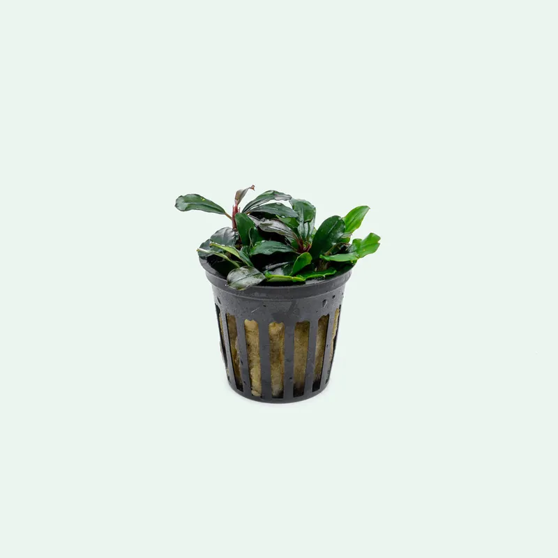 Bucephalandra Brownie Jade