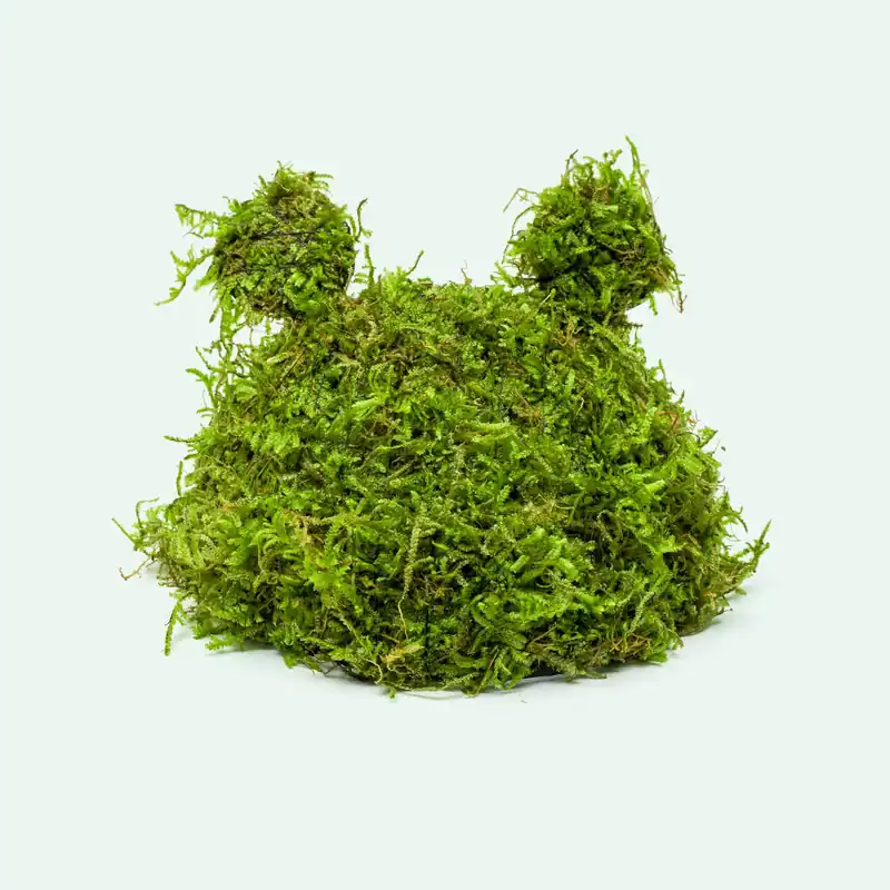 Christmas Moss Coconut Shell - ACW