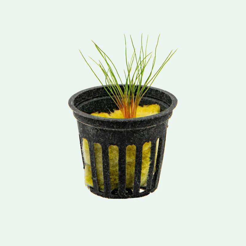 Centrolepis Drummondiana (Blood Vomit) - BUCE