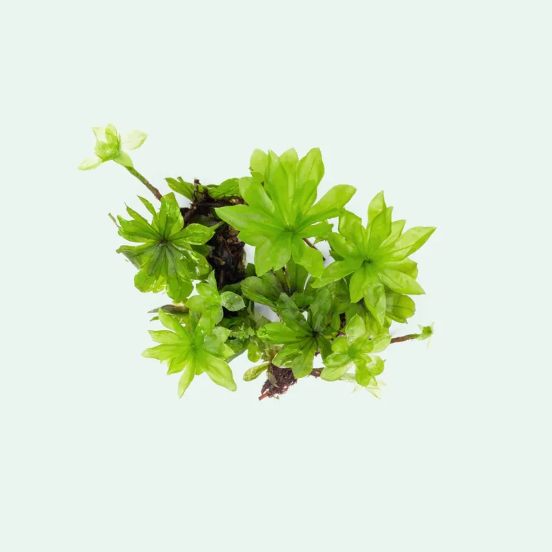 Umbrella Moss (Rhodobryum Giganteum) - BUCE