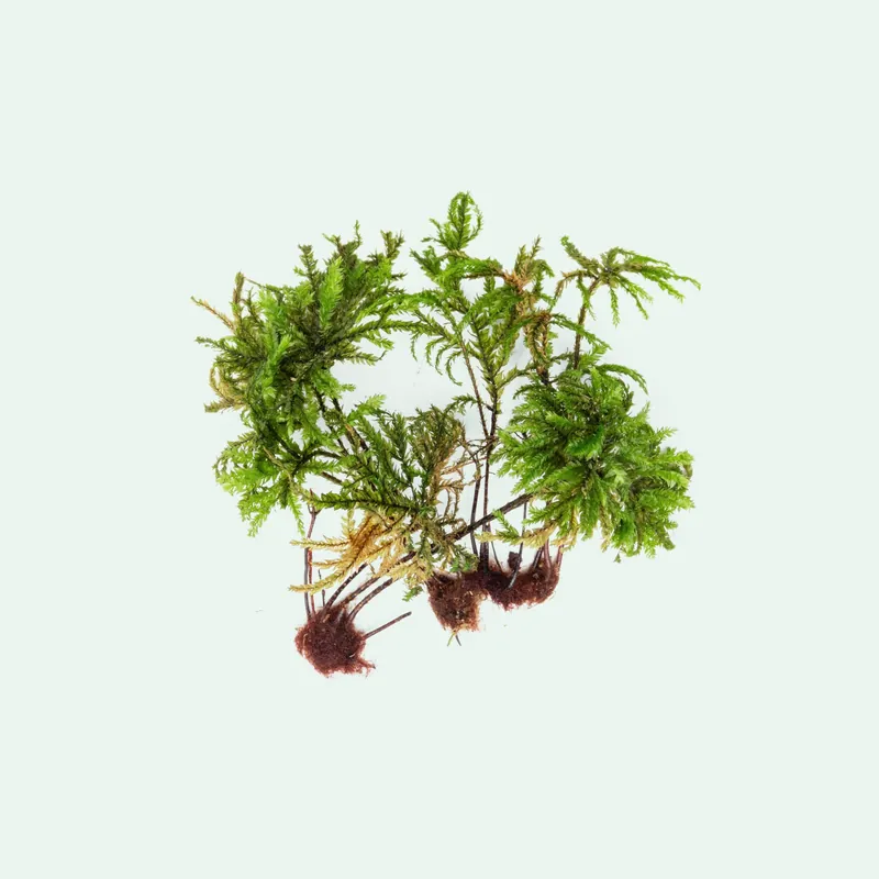 Tree Moss - BUCE