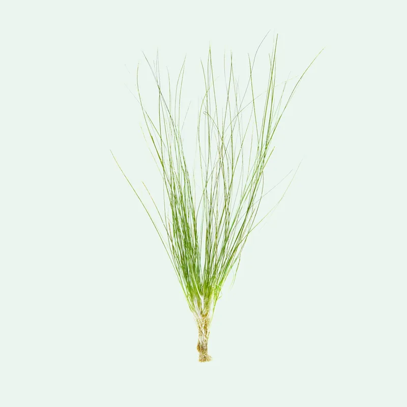 Eriocaulon Feather Duster - BUCE