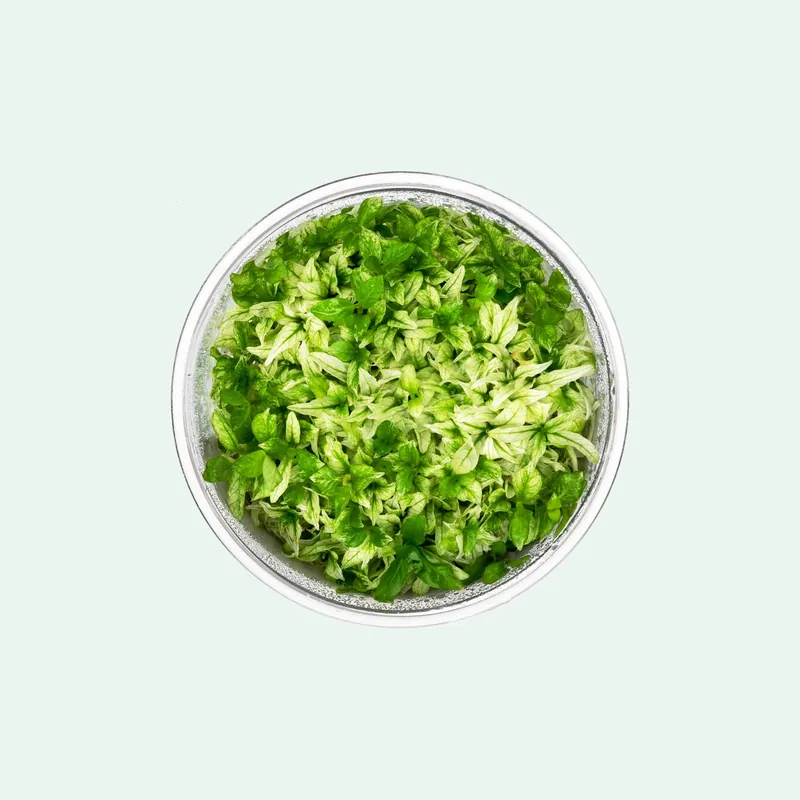 Staurogyne Repens Variegated - CPA
