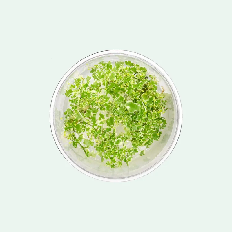 Hydrocotyle Tripartita Mini Variegated - CPA