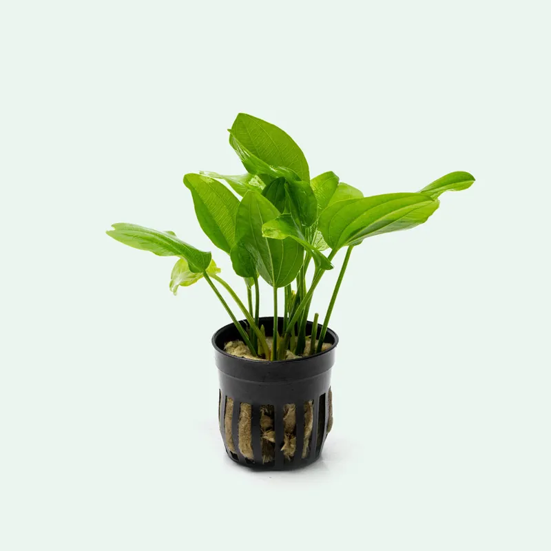 Echinodorus Grandiflorus - CPA