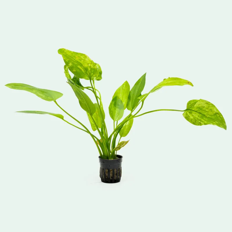 Echinodorus Cordifolius 'Marble Queen' - CPA