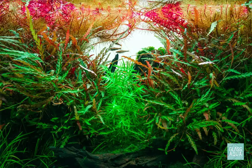 Build Your Own Canister Filter System - Glass Aqua