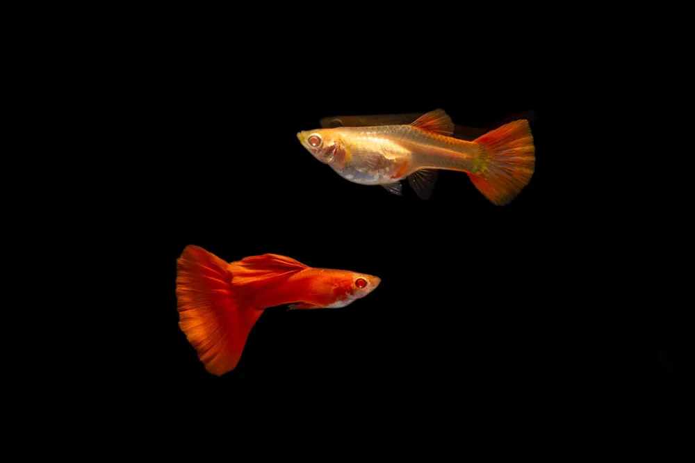 Full Red Albino Guppy - JA