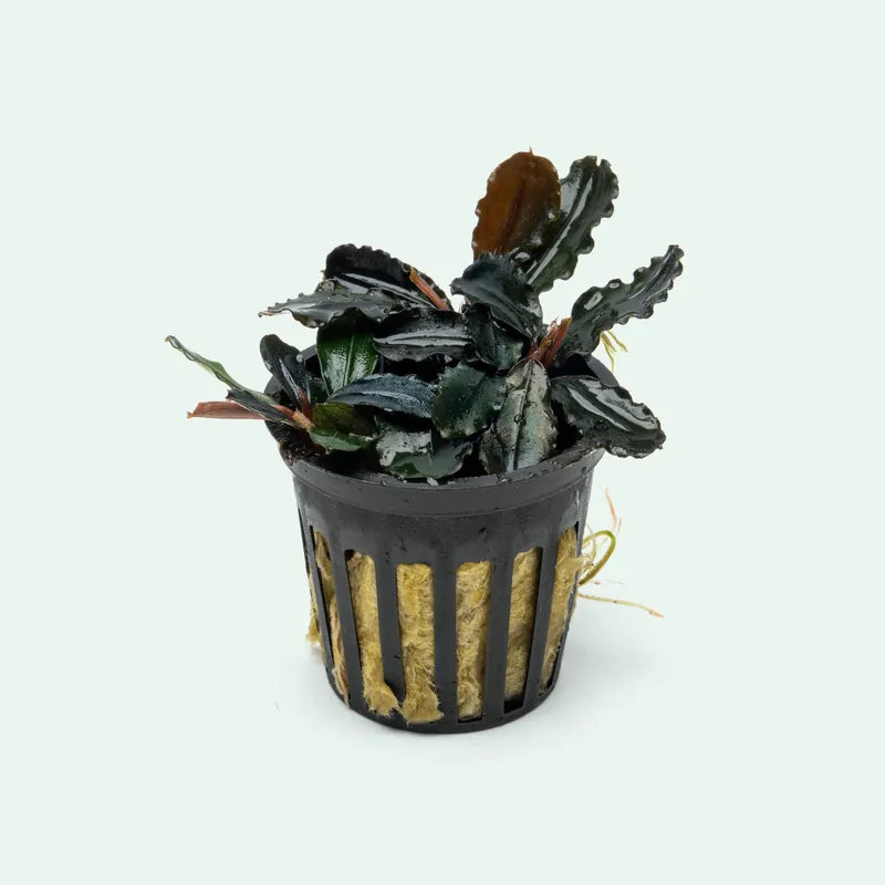 Bucephalandra Spathulifolia 'Neo'