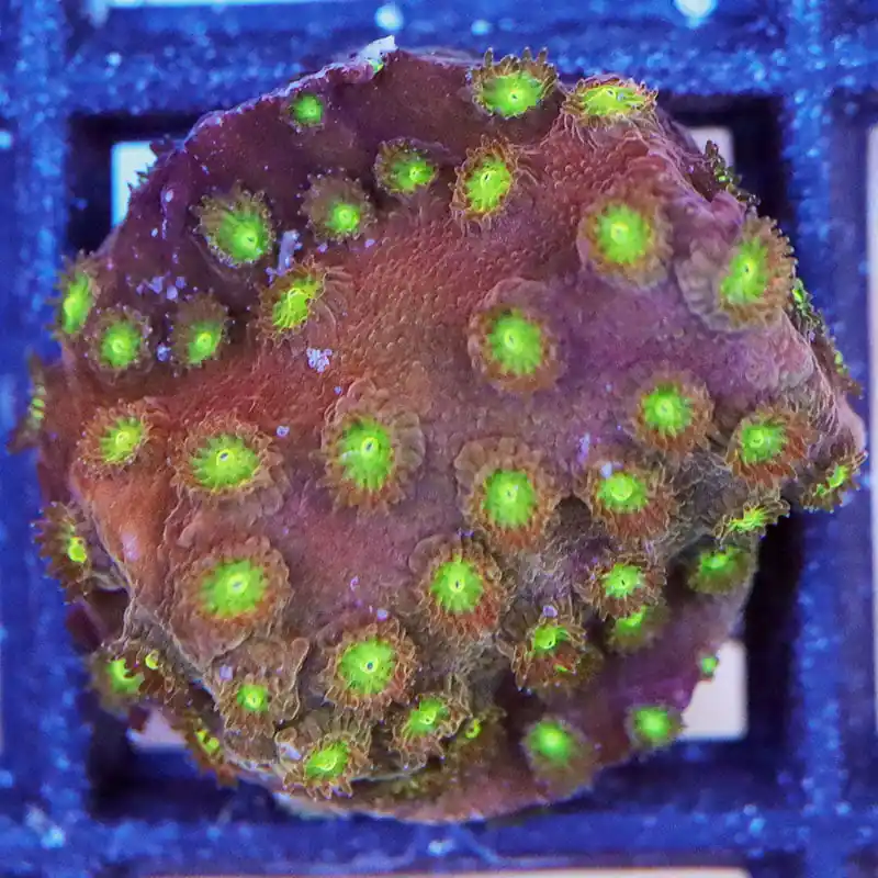 Item#A6713(FB) Cultured Hand Selected Bling Bling Cyphastrea Frag - Zooxae
