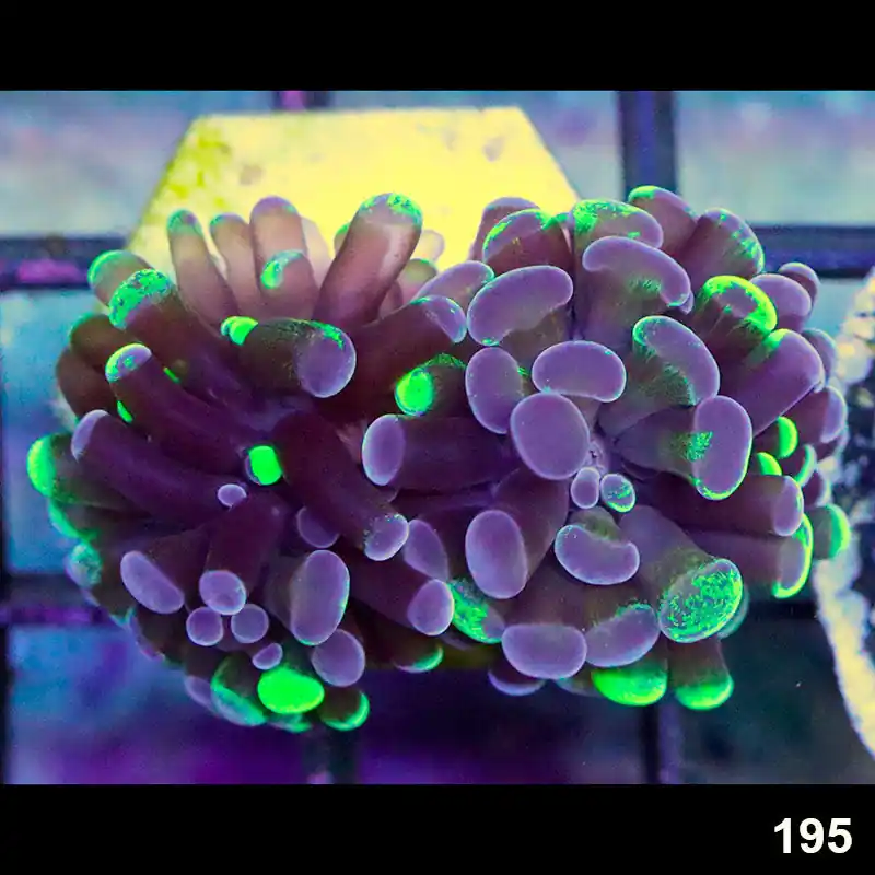 Item#195A9433(FB)) Cultured Hand Selected Toxic Splatter Single Head Branching Hammer - Zooxae