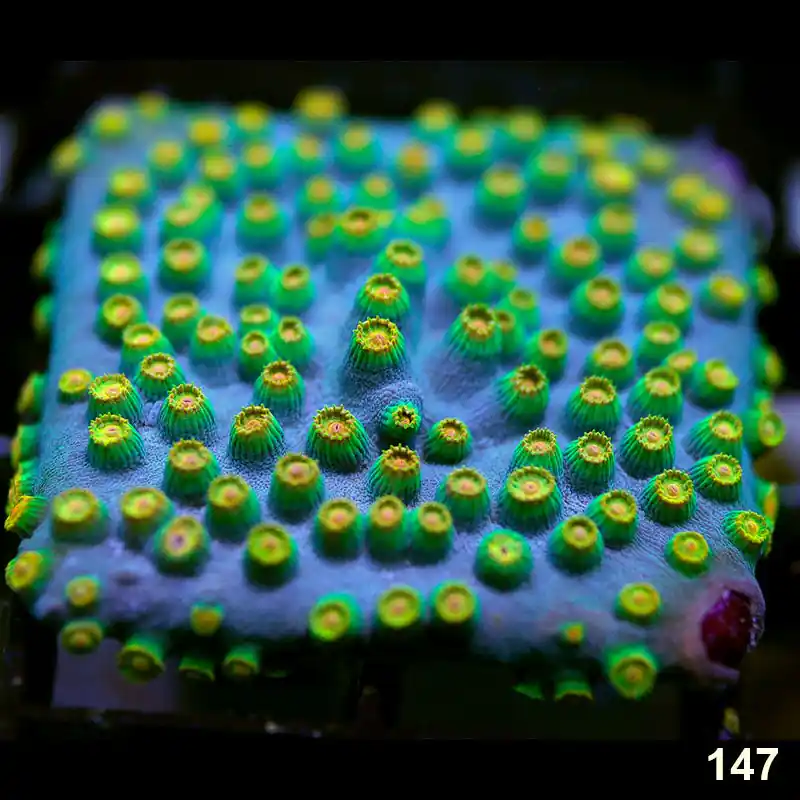 Item#147A9742(S) WYSIWYG Indo Cultured Sponge Bob Cyphastrea Large Frag - Zooxae