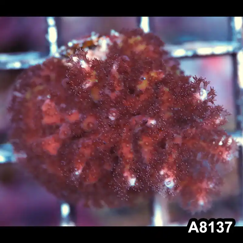 Item#A8137LP8137(S) WYSIWYG Cultured Seriatopora Caliendrum Frag - Zooxae